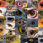 bird-eyes-basie-van-zyl1.jpg